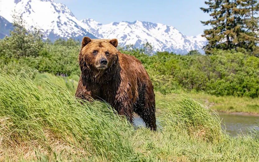 Grizzly bear in Alaska