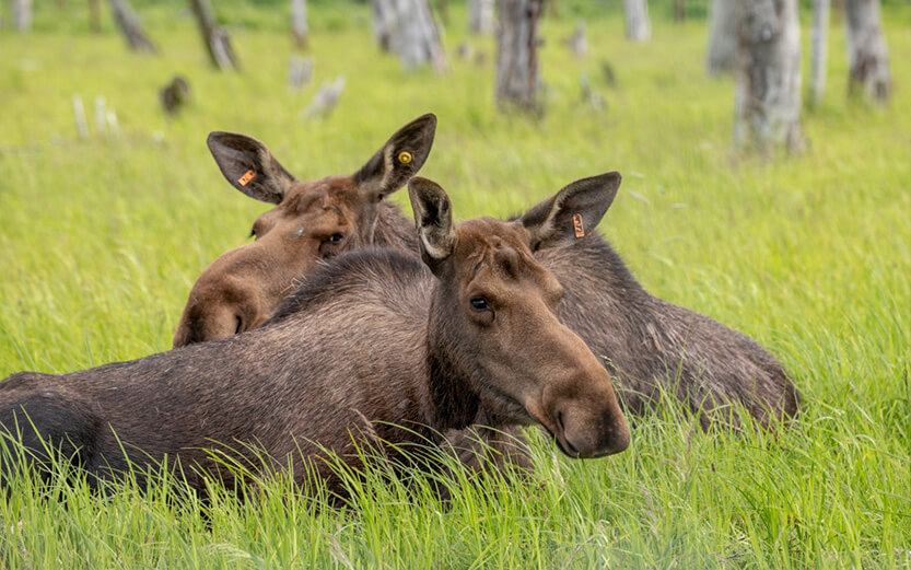 Moose laying down in tall grass in Alaska