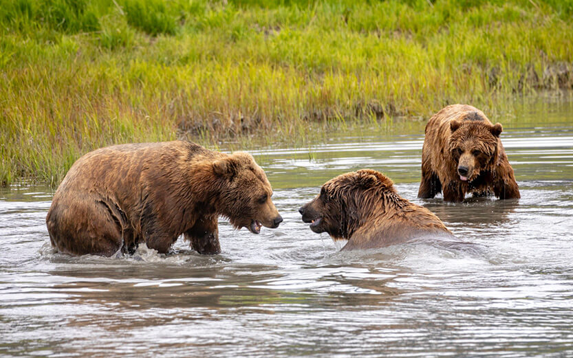 Grizzly bears in the water