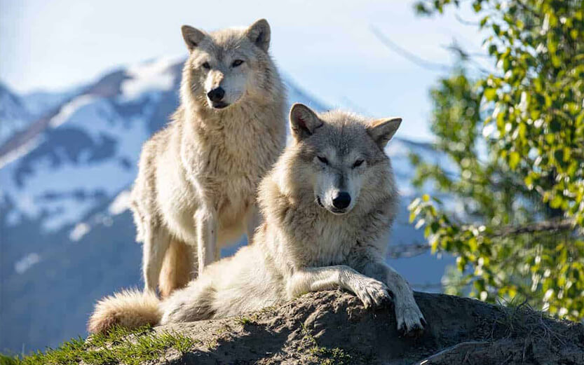 Wolves in Alaska