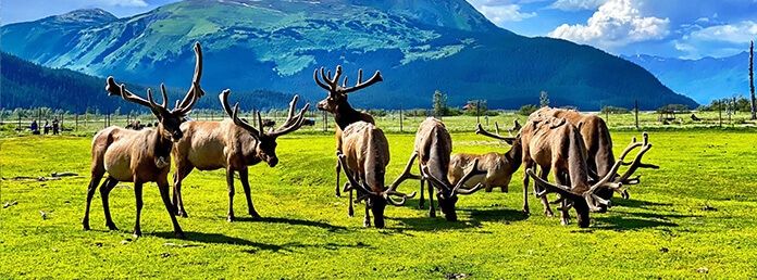 a herd of large-antlered elk grazing in a grassy field