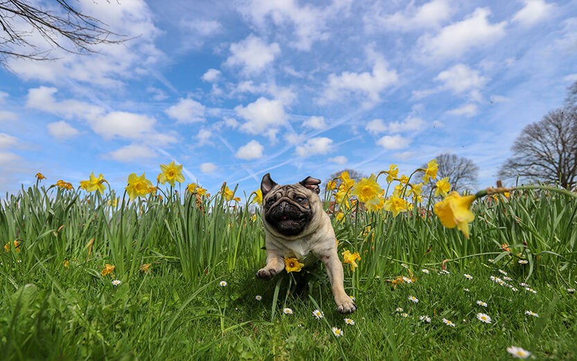A pug plays among daffodils
