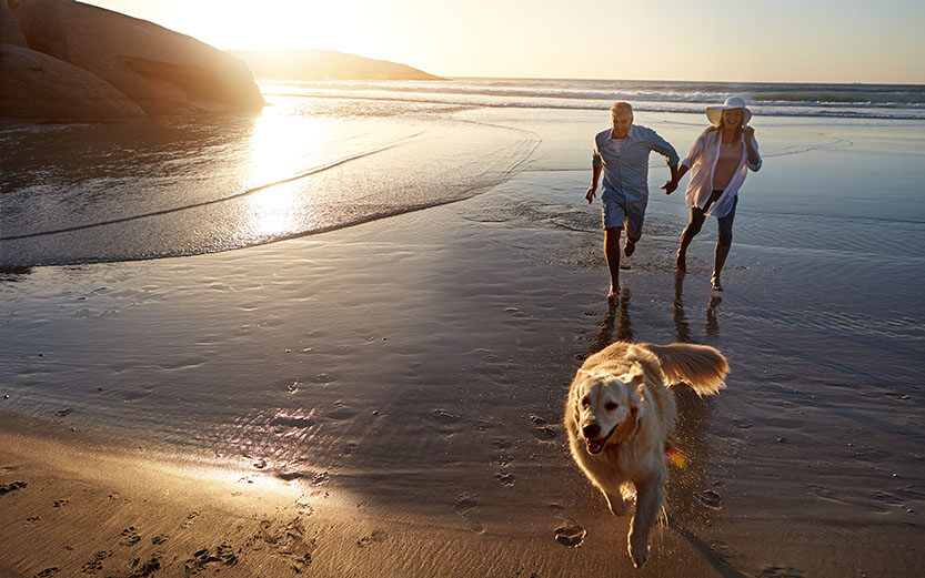 An adult couple walking with their dog at the beach.