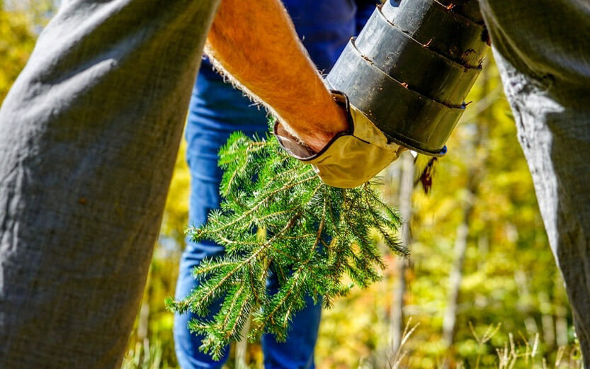 close up of a man's hands planting a small tree