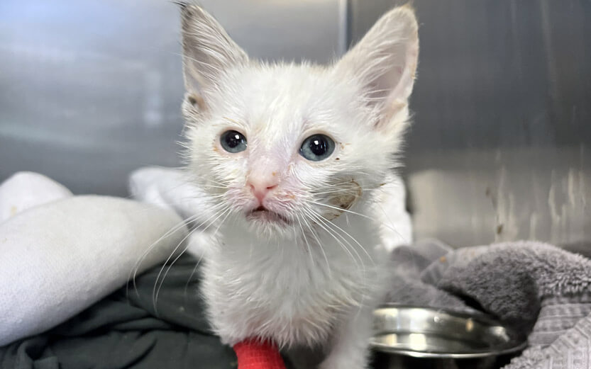 white cat at a shelter