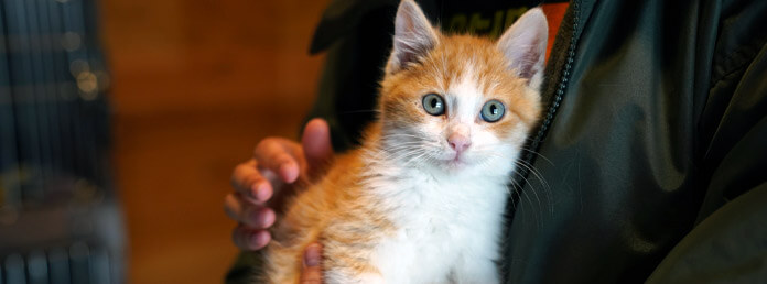 orange and white rescue kitten