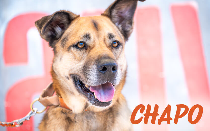 rescue dog Chapo