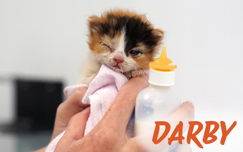 Darby the rescue kitten