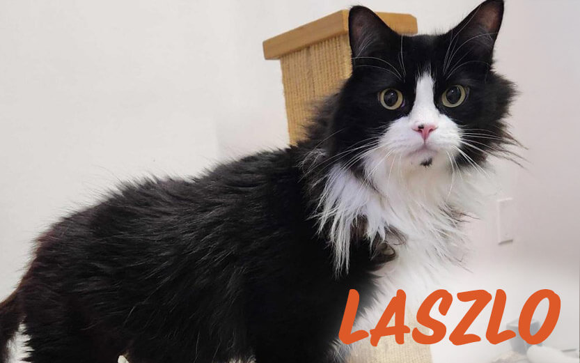 Lazlo the rescue cat