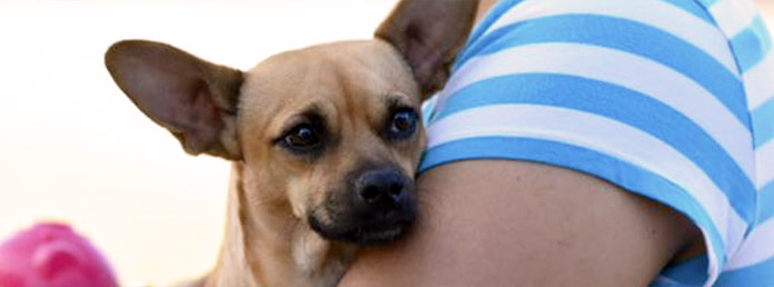 a small dog held by someone wearing a striped shirt