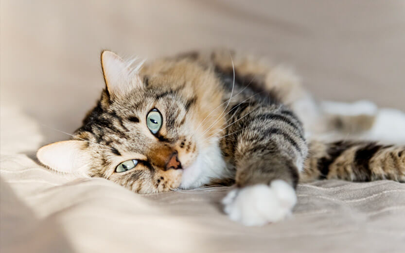 a striped cat with white paws stretched out on a blanket