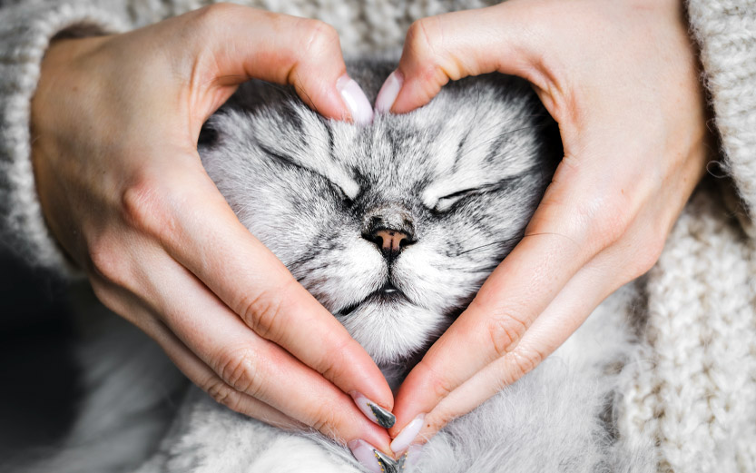 close up of a woman's hands making a heart around the face of a gray cat