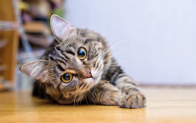 a cute gray tabby kitten laying on a hardwood floor