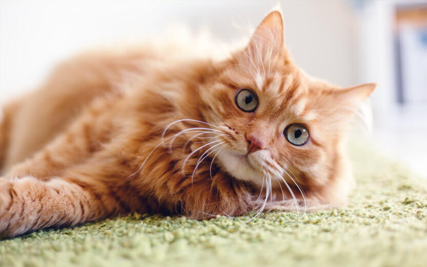 a fluffy orange tabby cat laying on a green rug