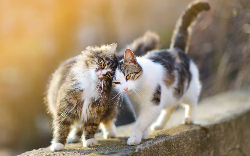 two cats outdoors rubbing their heads together