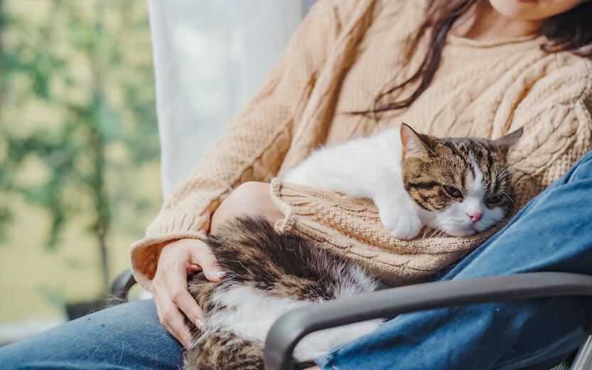 a cat laying in the lap of a woman