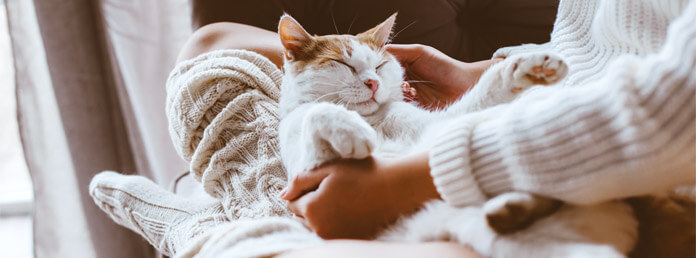 a soft white and orange cat laying in the lap of a woman who is petting it