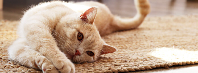 a peach and white cat stretched out on a jute rug