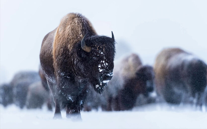 a herd of bison in the snow