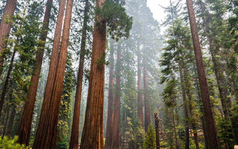 redwood forest with haze