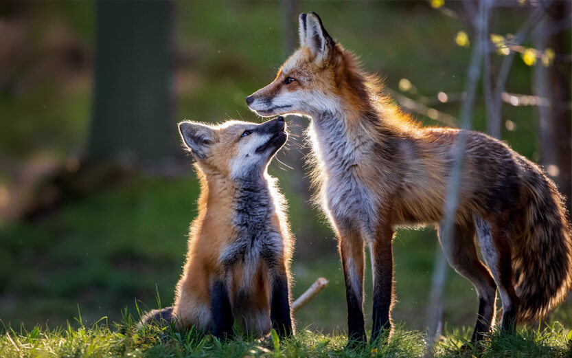 two kit foxes rubbing noses