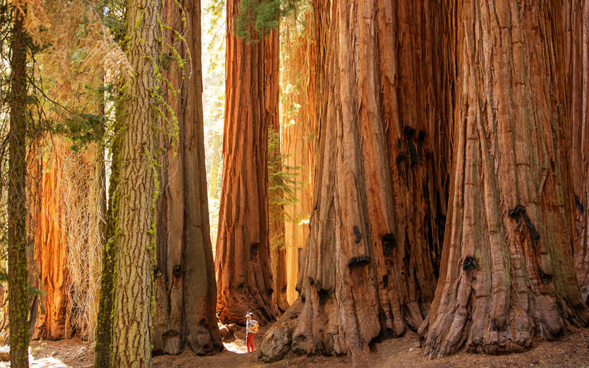 a hiker amidst a cluster of giant Sequoias