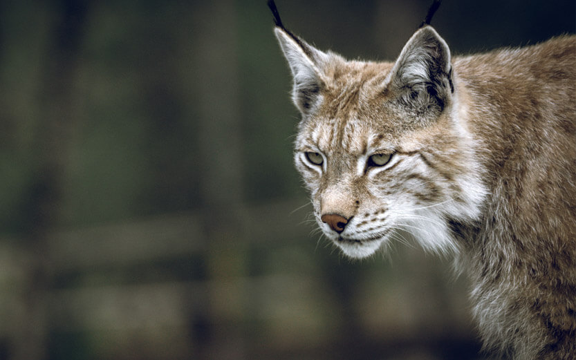 lynx