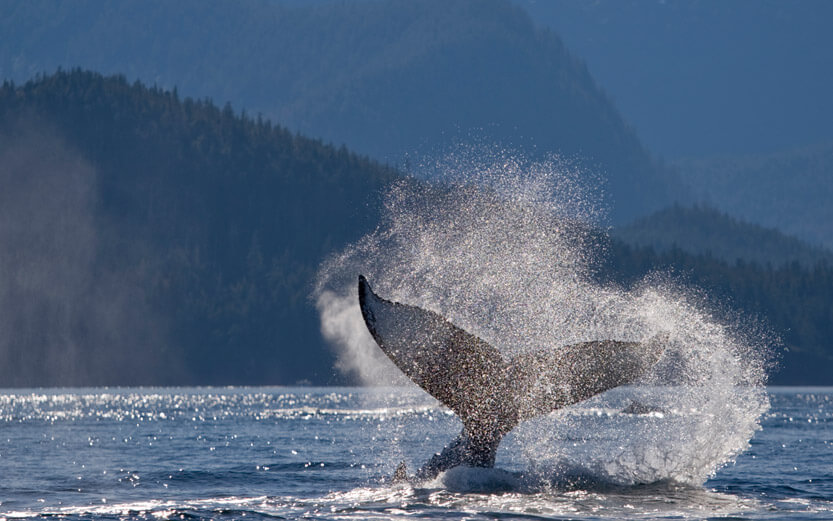 the tail of a whale splashing in the water