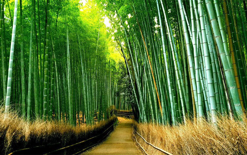 bamboo forest of Kyoto