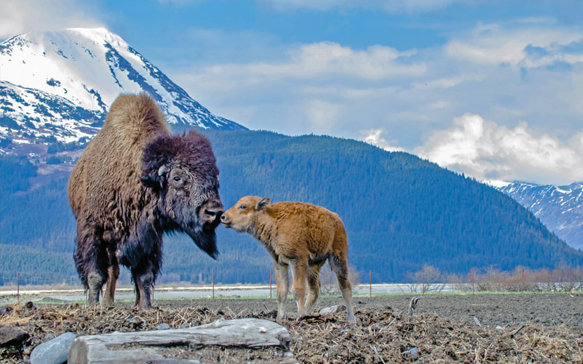 a mother bison with her calf