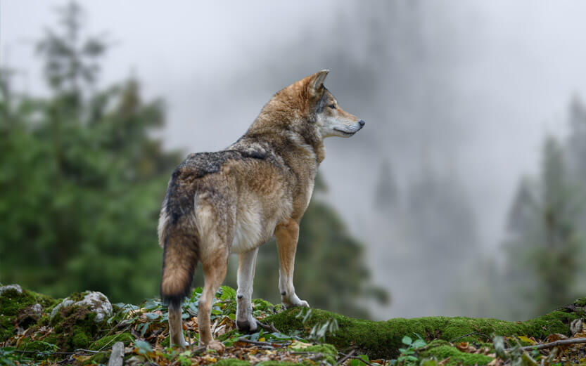 a grey wolf standing atop a hill