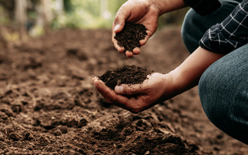 close up of a person checking the soil in their crop