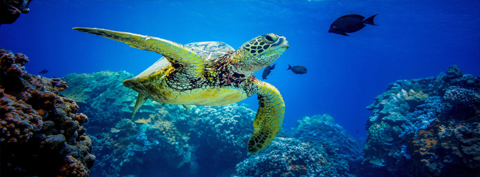 a sea turtle swimming in a blue ocean