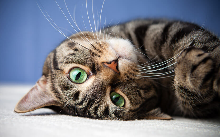 a cat with bright green eyes laying down with its head upside down