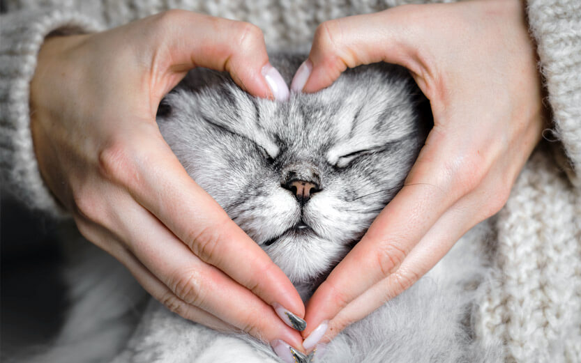 close up of a cat's face with a person's hands making a heart around it