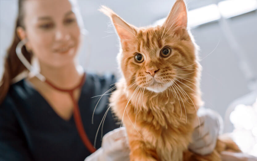an orange tabby cat being cared for by a veterinarian