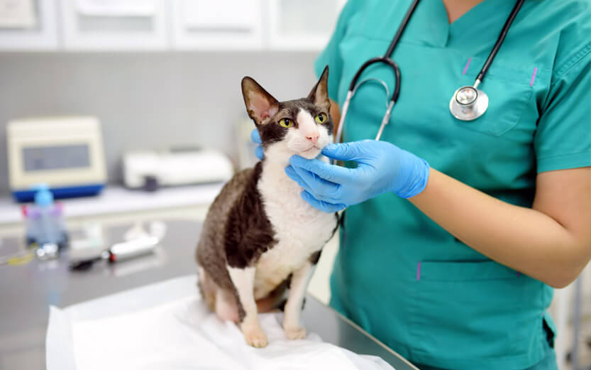 a veterinarian performing an exam of a cat