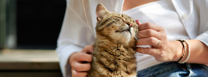 close up of a woman petting a cat on its cheek