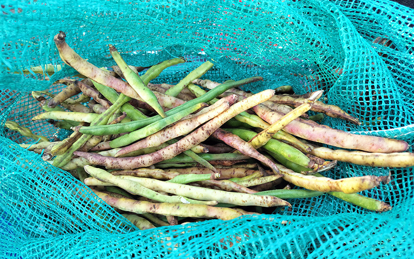 Shell beans in a net