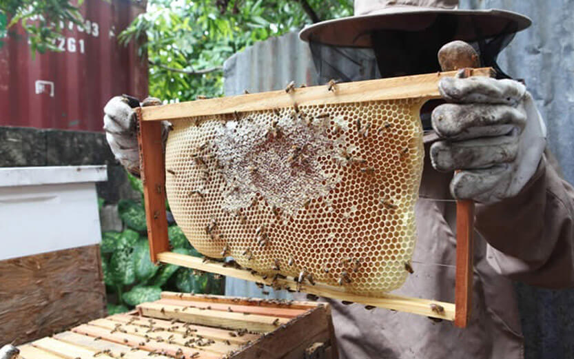 a beekeeper showing his honeycomb