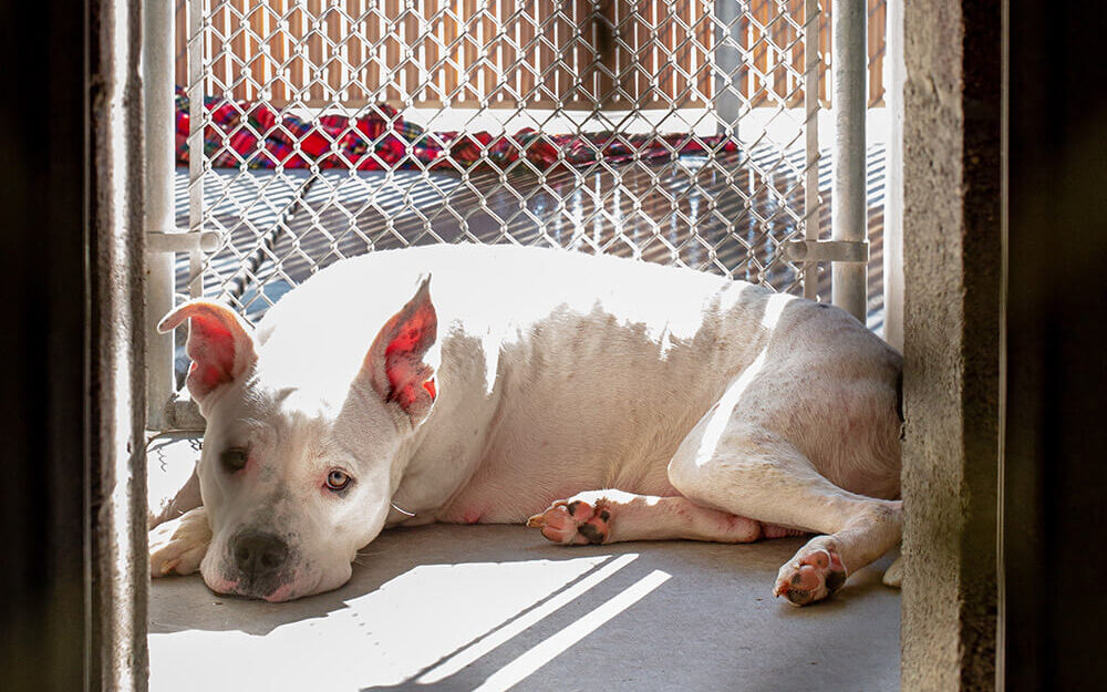 sad pit bull dog lying in shelter kennel