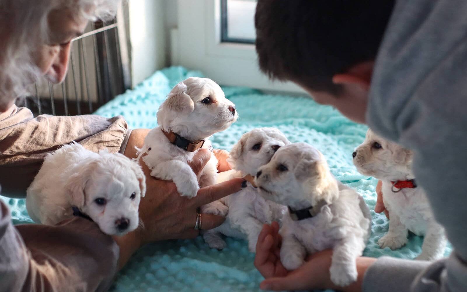 Home Planned Giving Happy Paws Animal Rescue (demo site)