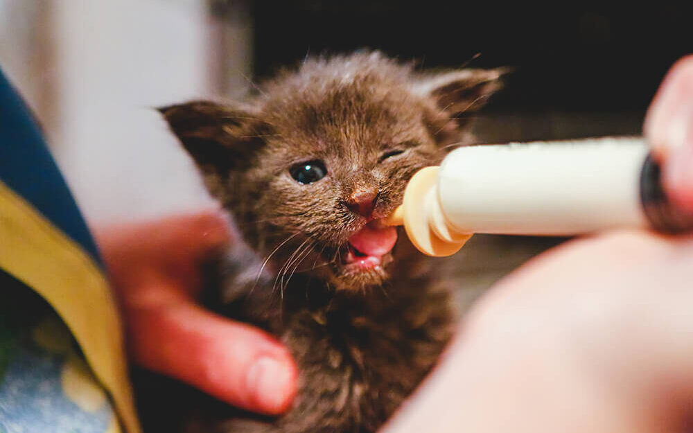 bottle feeding milk to an abandoned baby kitten