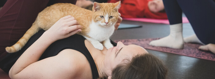 Woman doing yoga with a cat