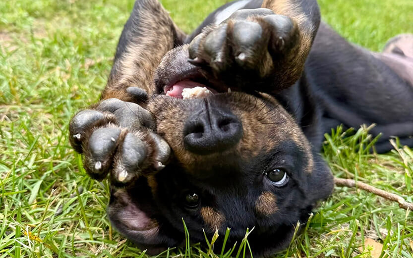 Dog upside down with paws out