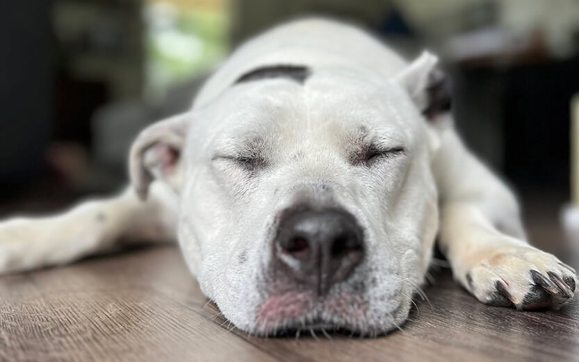 Dog sleeping