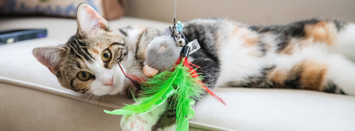 Cat playing with a toy