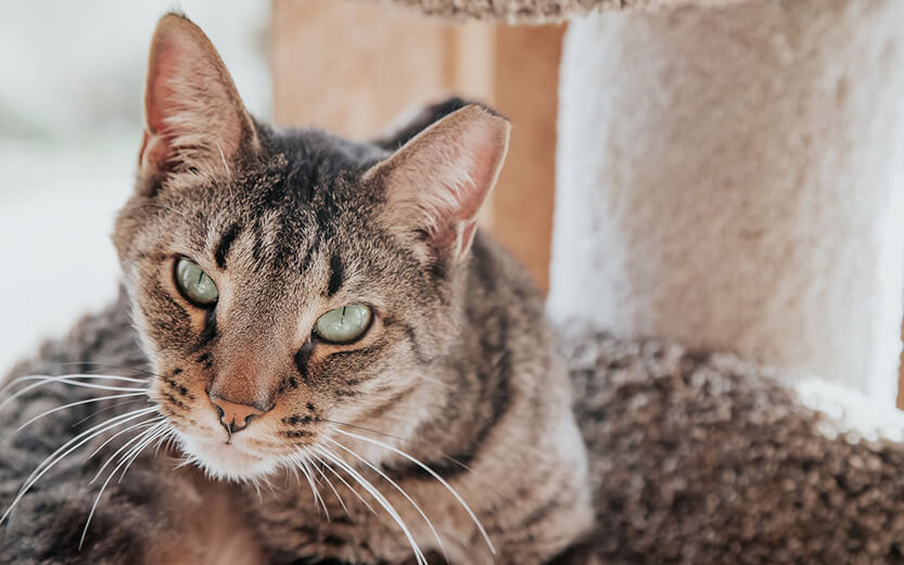 Tabby cat
