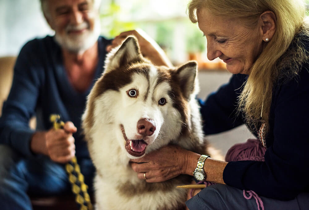 Older couple with a husky