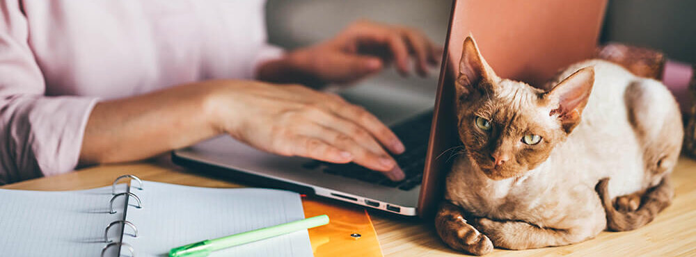 Woman typing on laptop with cat behind it